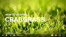 Crabgrass video