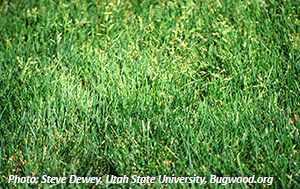 Annual Bluegrass. Photo: Steve Dewey, Utah State University, Bugwood.org